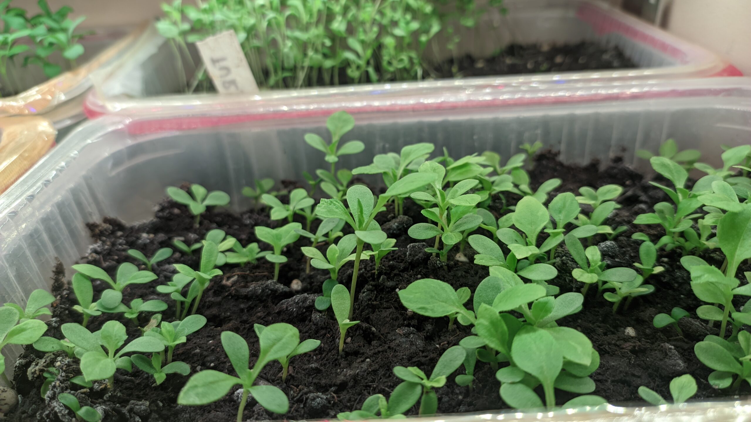 Weekly progress week 2: Snow and first seedlings