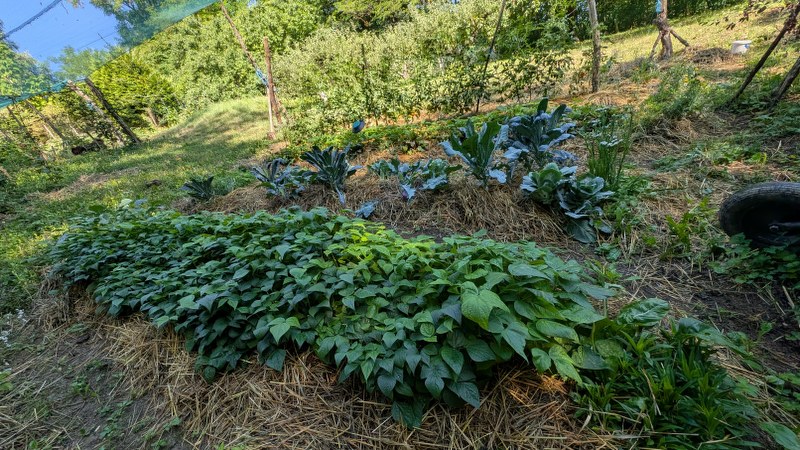Garden diary July 2025: We got rain and straw