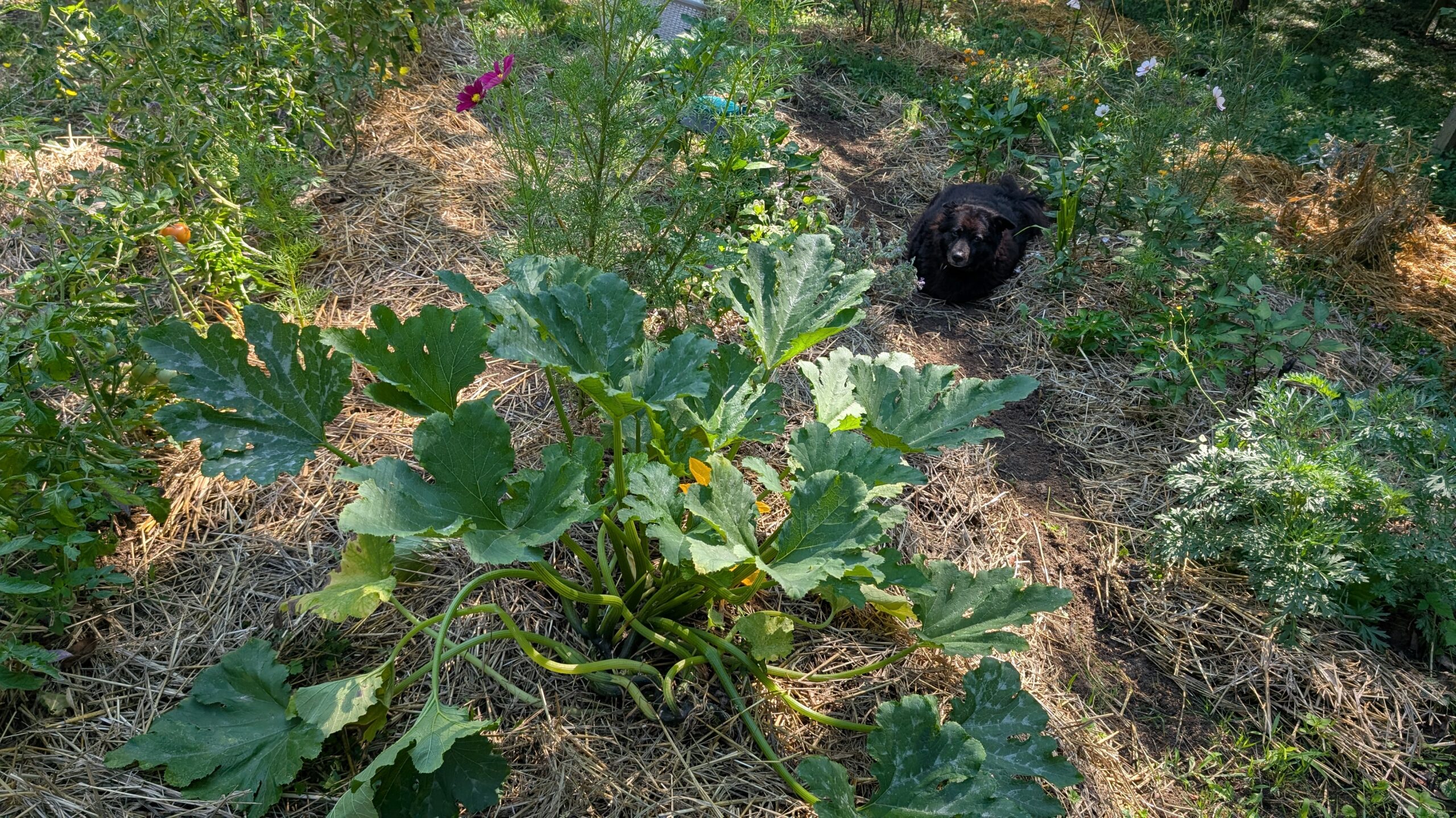 Garden diary 2025 August- October: A very hard garden year is over