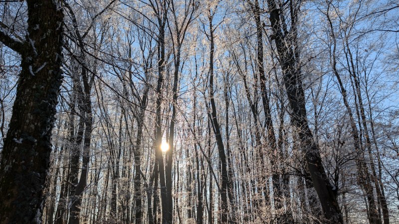 Garden diary January 2026: Snow and seedlings